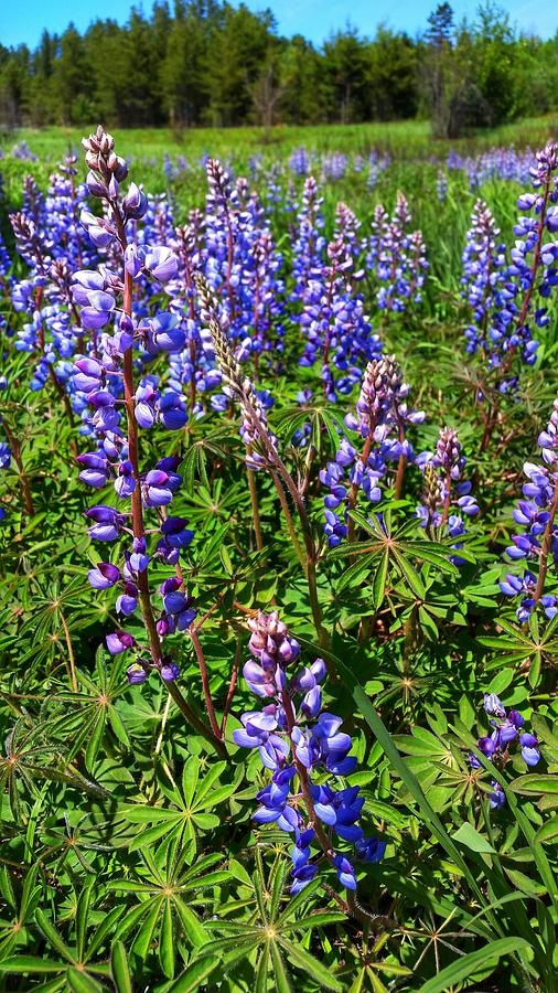 Northwoods Spring Lupines Photograph by Brook Burling