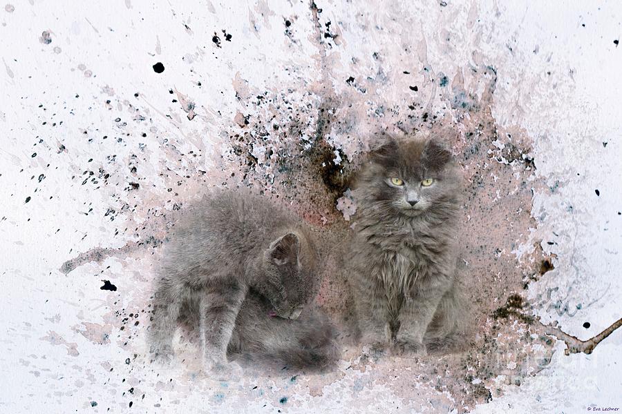 Kittens Photograph - Norvegian Kittens by Eva Lechner