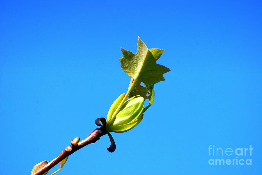 Nature Photograph - Norway Maple Leaf 20120402_171a by Tina Hopkins