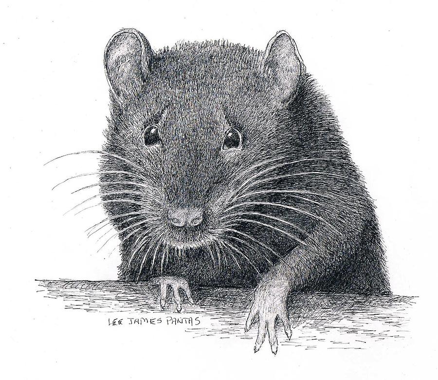 Norway Rat Drawing by Lee Pantas