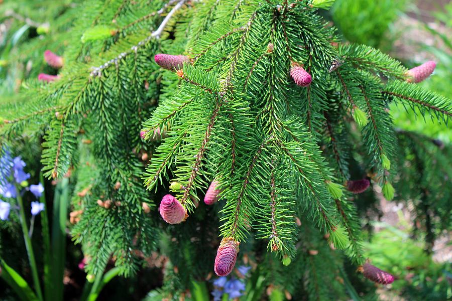 Norway Spruce IV Photograph by Michiale Schneider