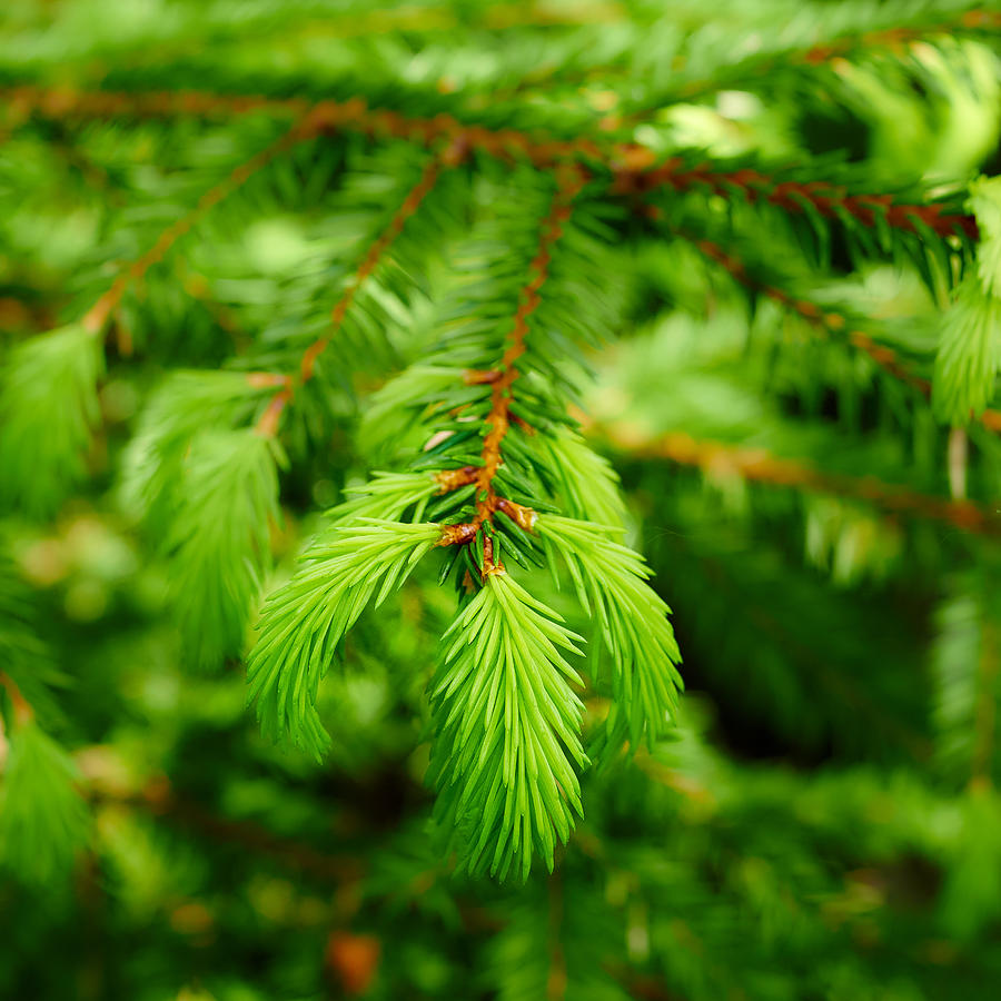 Norway Spruce Photograph