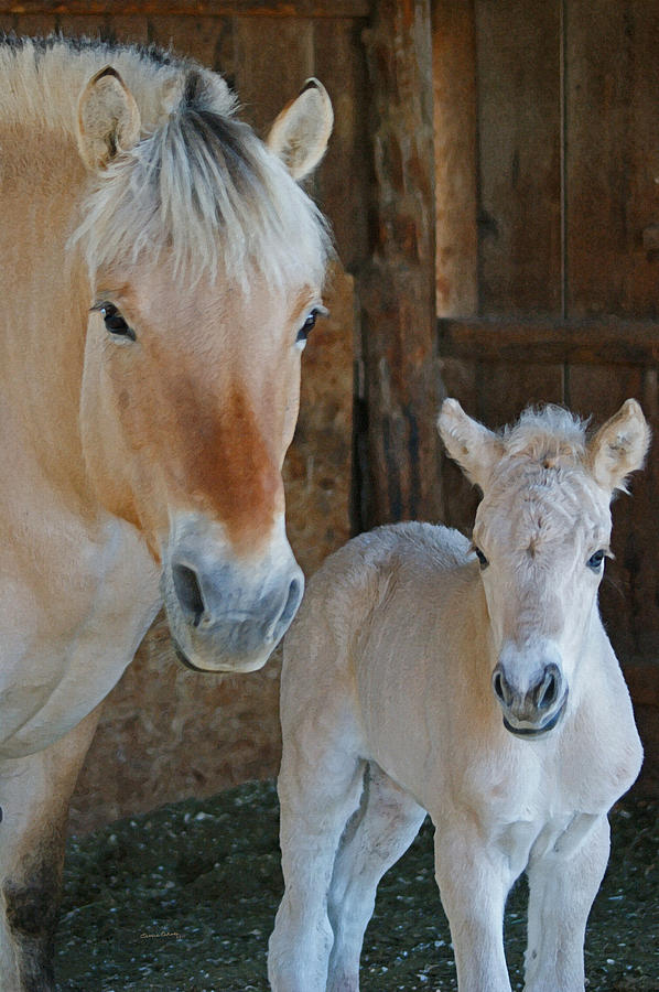 Norwegian Fjord Horse And Colt 1 Photograph by Ernest Echols