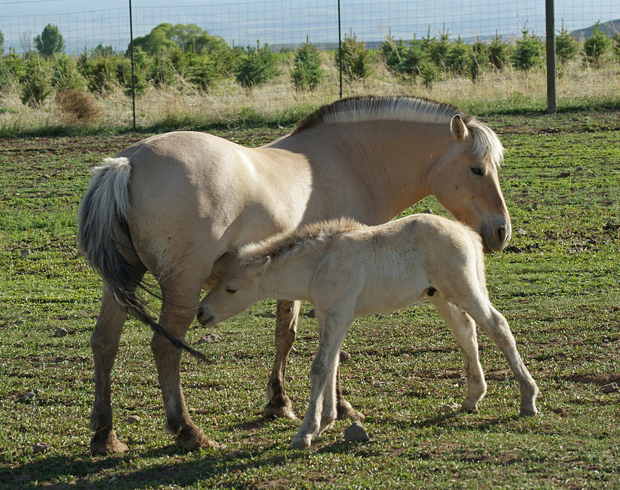 Norwegian Fjord Horse And Colt Photograph by Ernest Echols