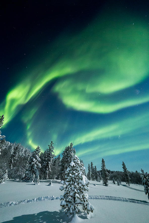 Aurora Borealis Photograph - Norwegian forest by Roy Haakon Friskilae