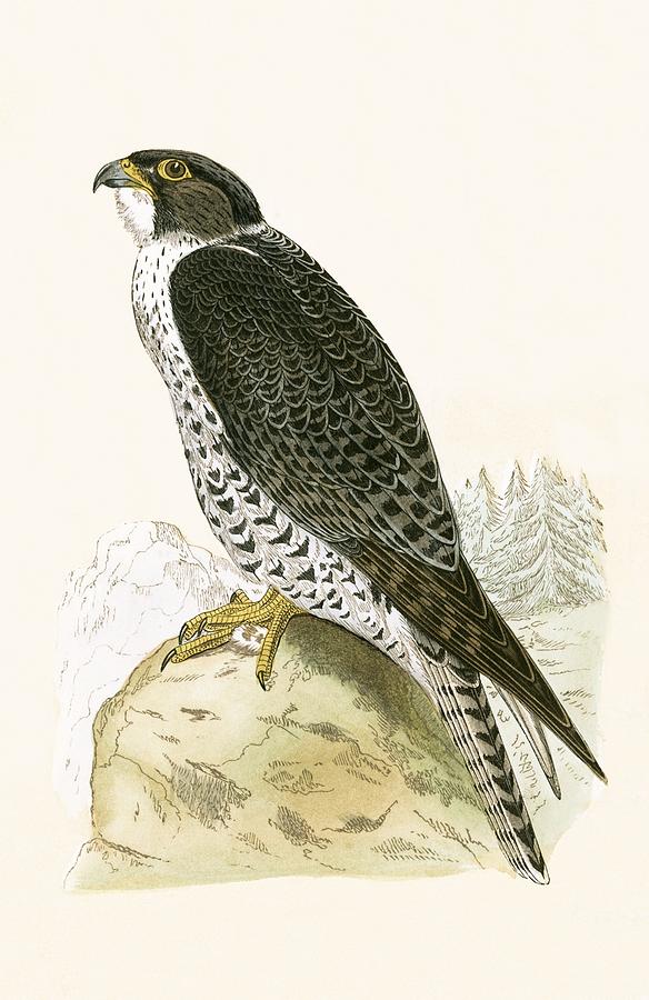 Falcon Painting - Norwegian Jer Falcon by English School