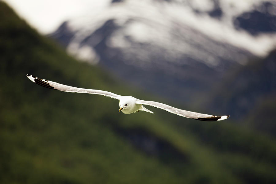Norwegian Seagull Photograph by Josh Bryant