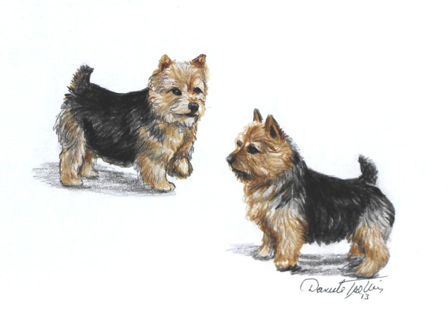 what is the breed of norwich terrier