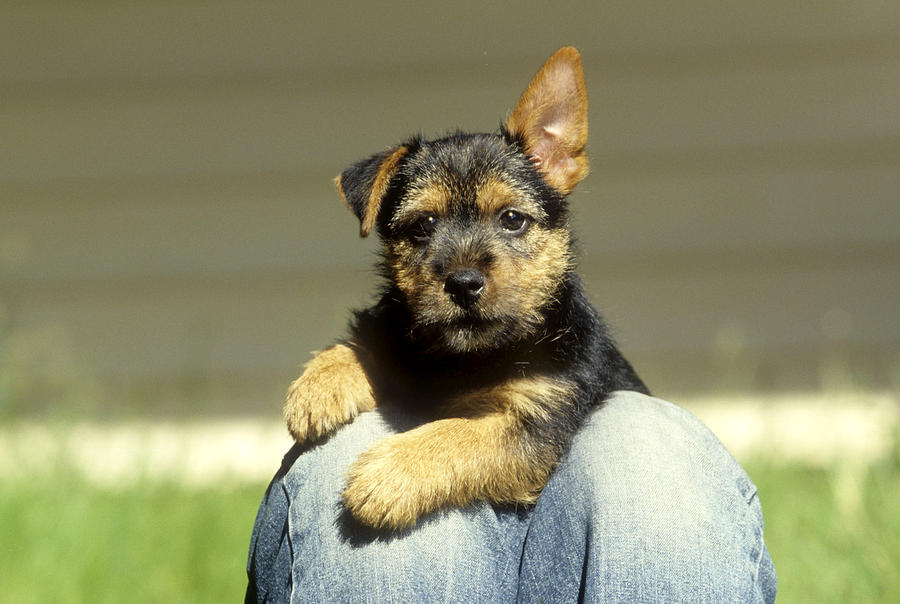 Norwich Terrier Puppy Photograph By Jerry Shulman