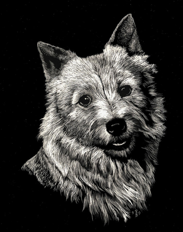 Norwich Terrier Drawing by Rachel Bochnia
