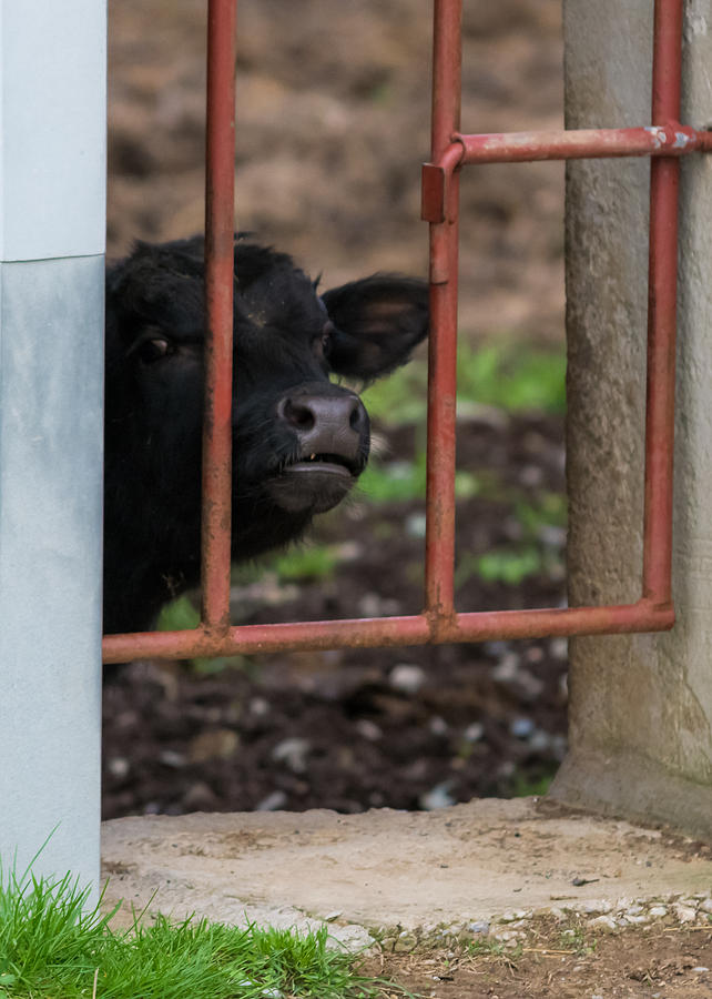 Nosey Calf  Photograph by Holden The Moment