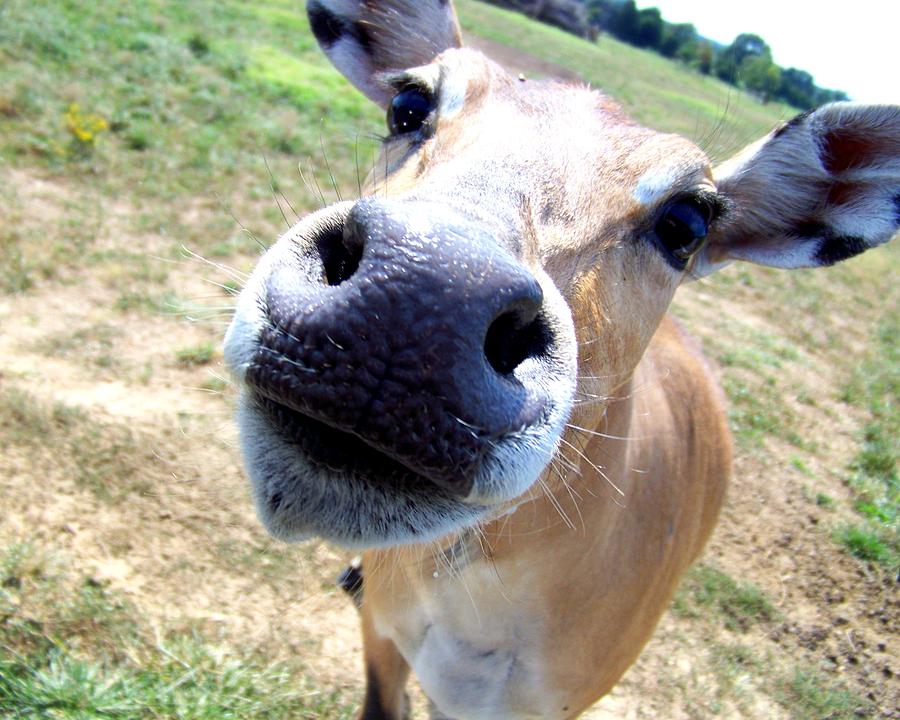 Nosey Cow Photograph by Jai Johnson