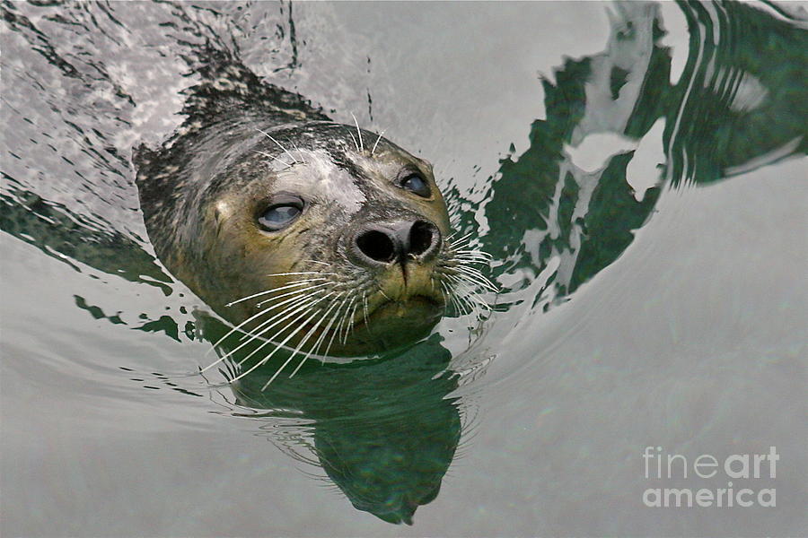 Sea Lion Photograph - Nosey by Rick  Monyahan