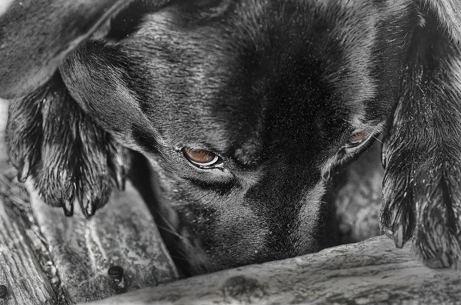 Animal Photograph - Nosing Around by Sue Capuano