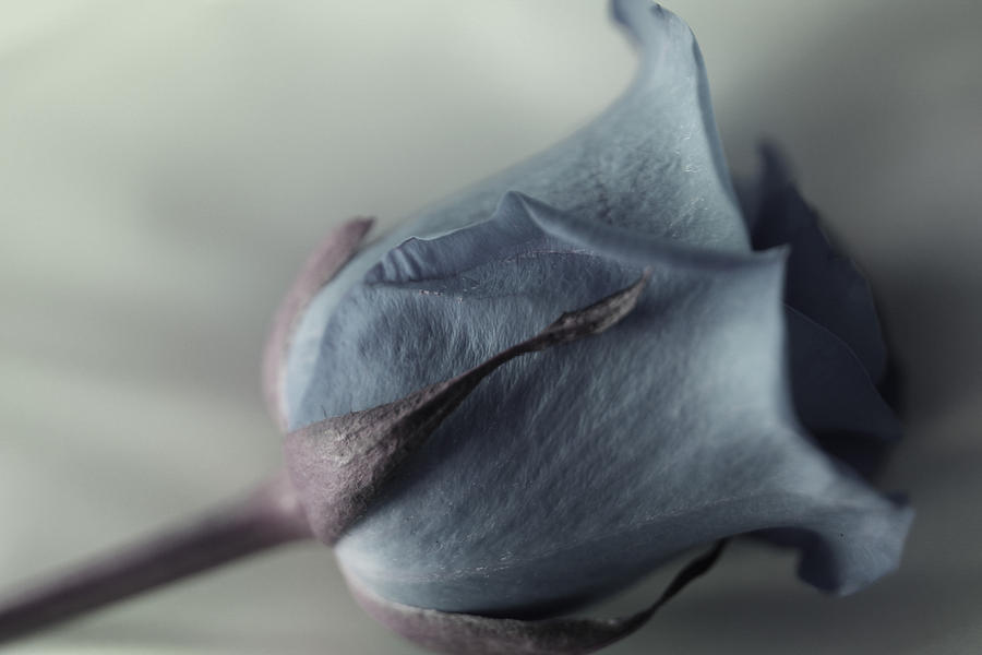 Rose Photograph - Nostalgic Blue Rose by The Art Of Marilyn Ridoutt-Greene