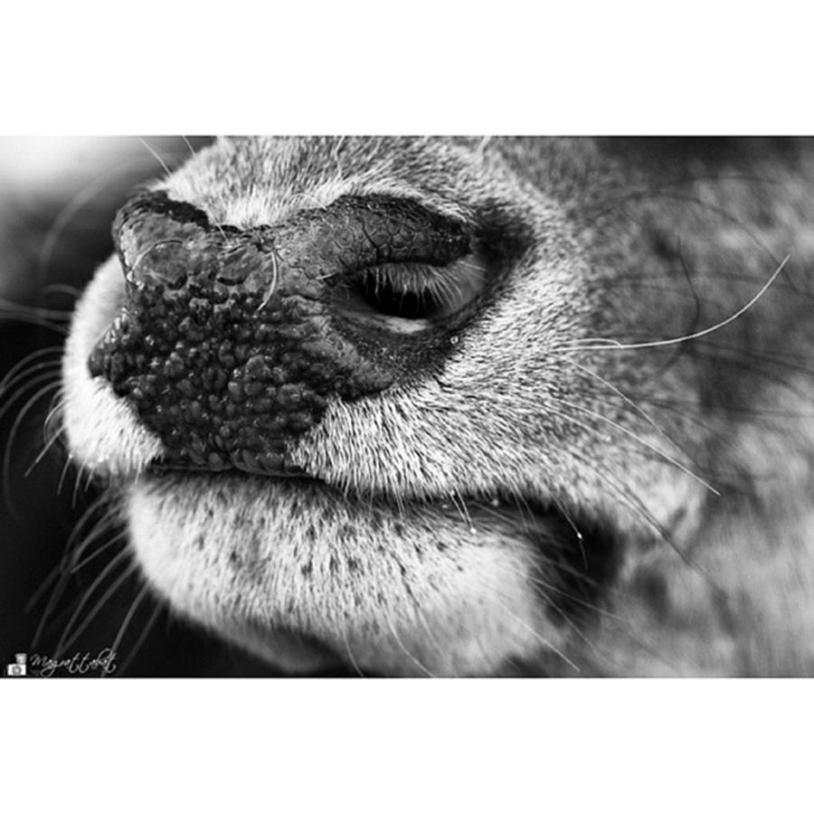 Deer Photograph - Nosy Nose

#monochrome #canon by Mandy Tabatt