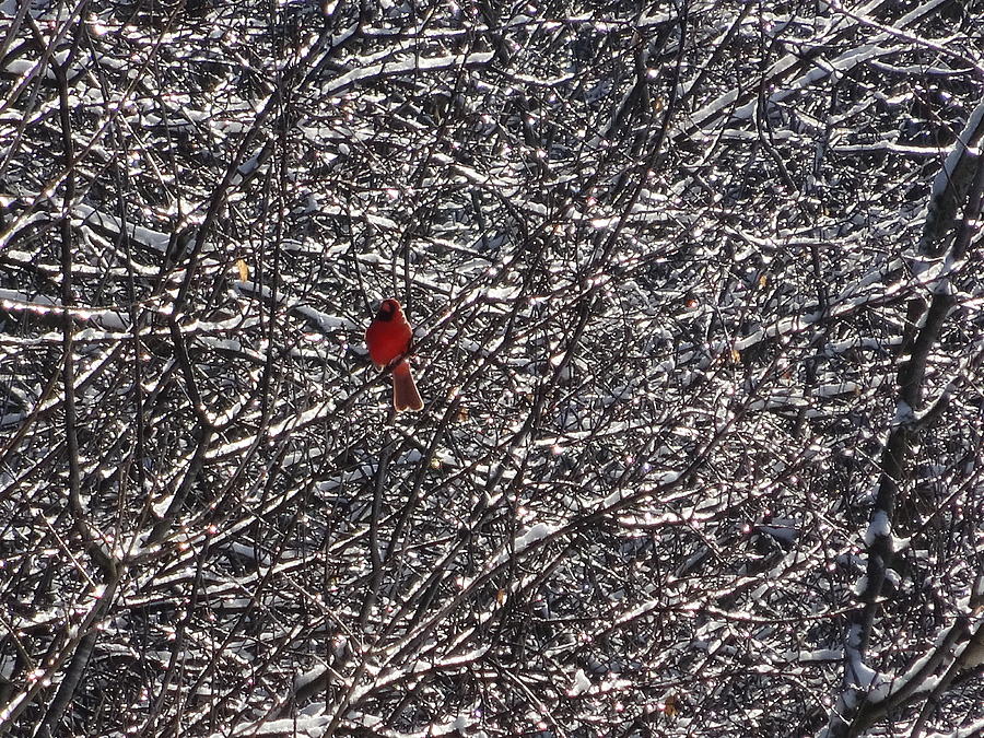 Cardinal Photograph - Not A Cardinal Sin by Red Cross Cardinal Photograph - Not A Cardinal Sin by Red Cross