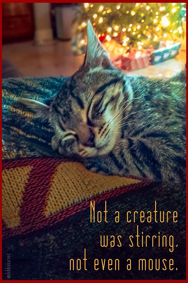 Not a Creature was Stirring Photograph by Debbie Karnes