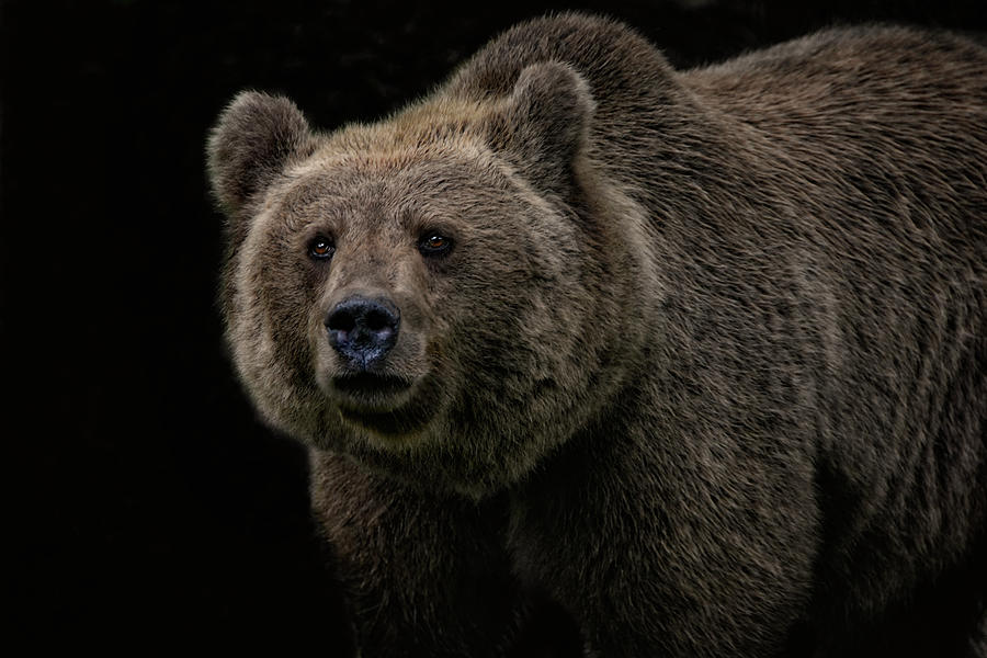 Not A Cuddly Toy Bear Photograph by Joachim G Pinkawa