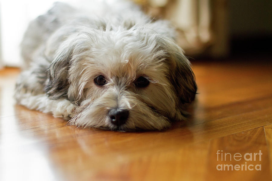 Dog Photograph - Not a Mop by Susan  Coppola