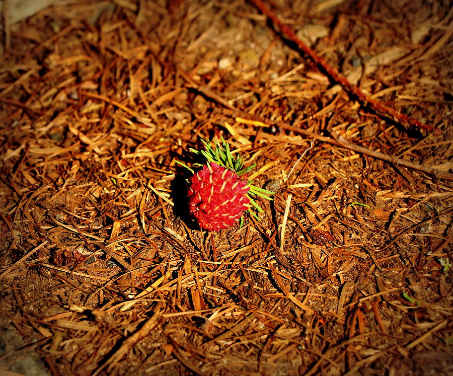 Not a raspberry Photograph by Lukasz Ryszka