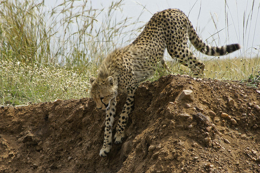 Cheetah Photograph - Not as Easy as it Looks by Michele Burgess