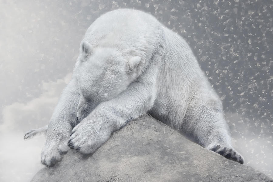 Animal Photograph - Not Dreaming Of White Christmas by Joachim G Pinkawa