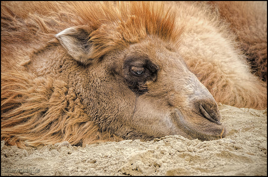 Mammal Photograph - Not Humpday Camel by LeeAnn McLaneGoetz McLaneGoetzStudioLLCcom