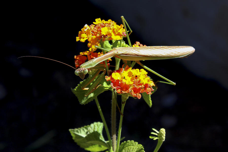 Insects Photograph - Not Intimidated At All Praying Mantis by Reid Callaway