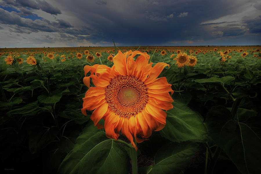 Not Just Another Face In The Crowd by Brian Gustafson Not Just Another Face In The Crowd by Brian Gustafson