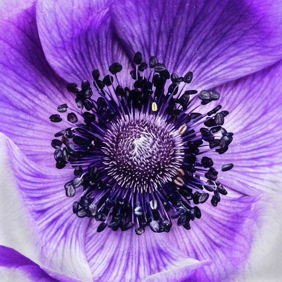 Purple Photograph - Not Like The Rest Of Them by Jessica Manelis Purple Photograph - Not Like The Rest Of Them by Jessica Manelis