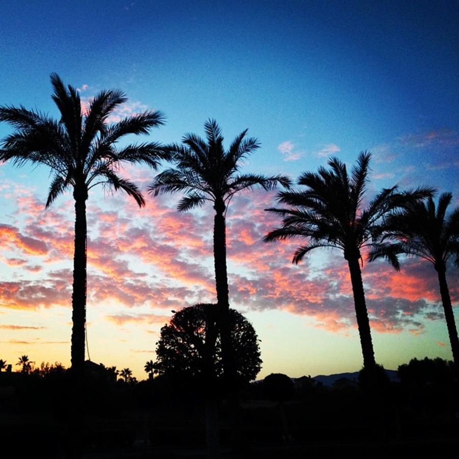 Not Much Better View Than Palm Trees In Photograph by Jennie Davies