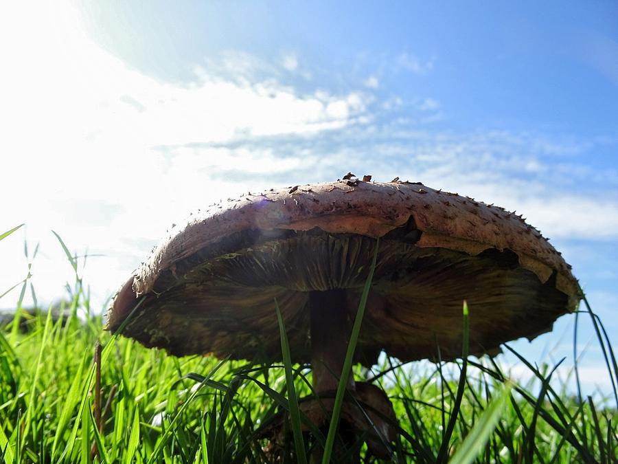 Not mushroom under here Photograph by Susan Baker
