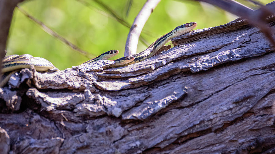Not One But Three --- Snakes Photograph by Debra Martz