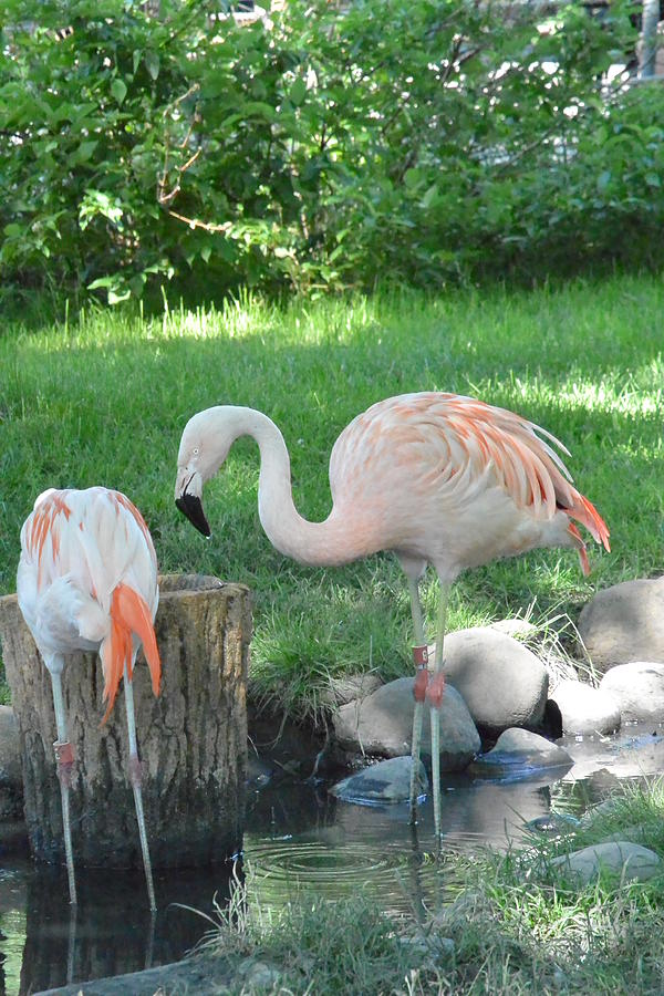 Flamingo Photograph - Not Plastic All Pink Flamingo  by Nicki Bennett