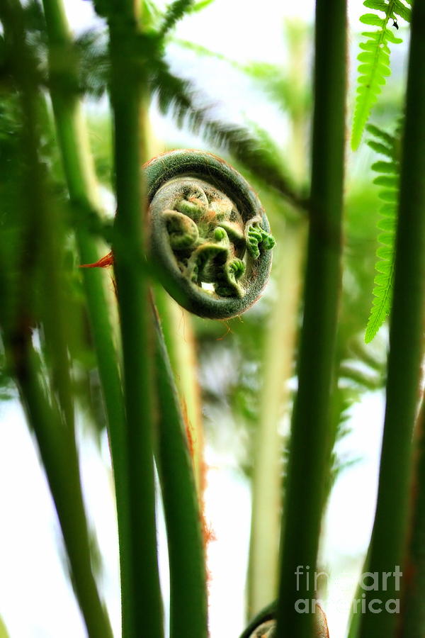 Not Quite Unfurled Fiddlehead Fern Photograph by Angela Rath