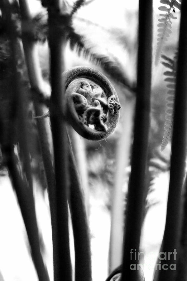Not Quite Unfurled Fiddlehead Fern in Black and White Photograph by Angela Rath