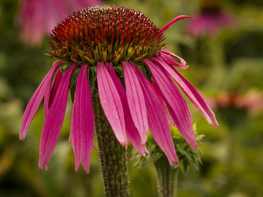 Not so perfect Echinacea Photograph by Jean Noren