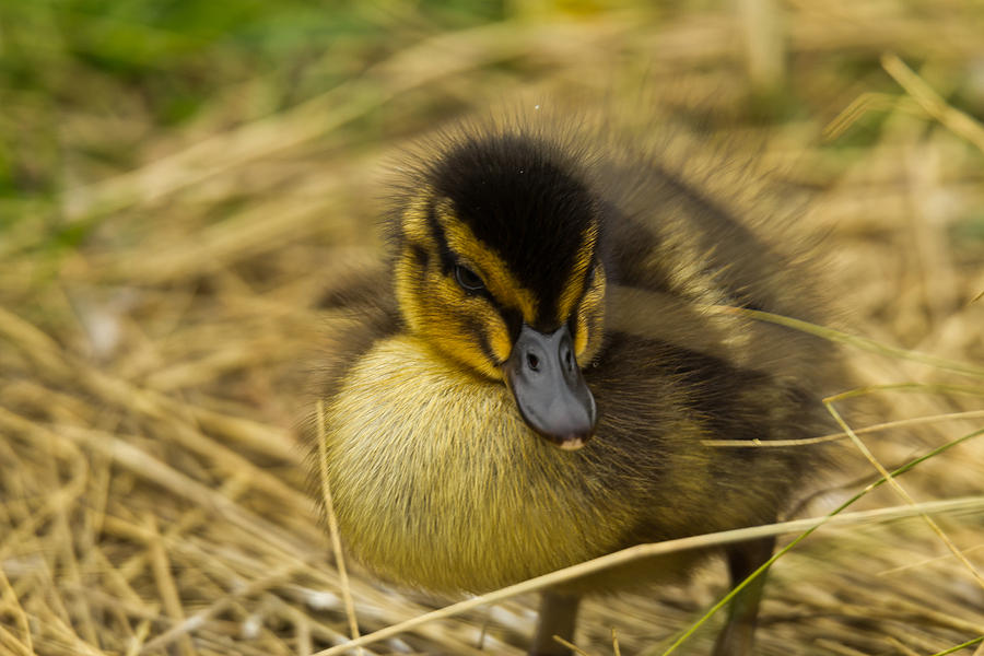 Duck Photograph - Not so Ugly Duckling by Chris Whittle