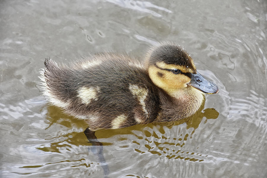 Not so Ugly Duckling Photograph by Kuni Photography