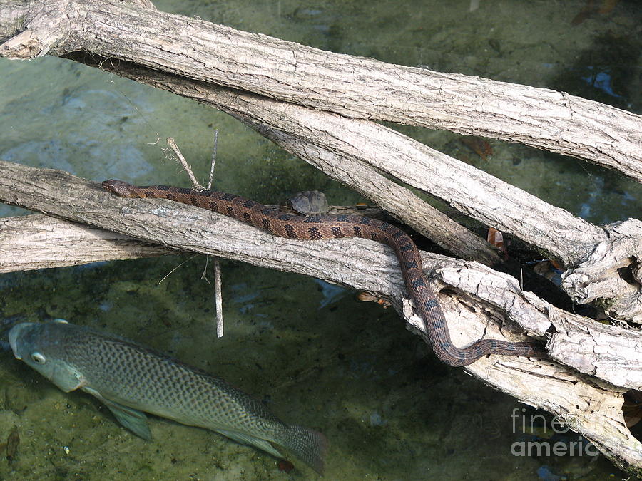 Snake Photograph - Not three of a kind by Kathy Flugrath Hicks