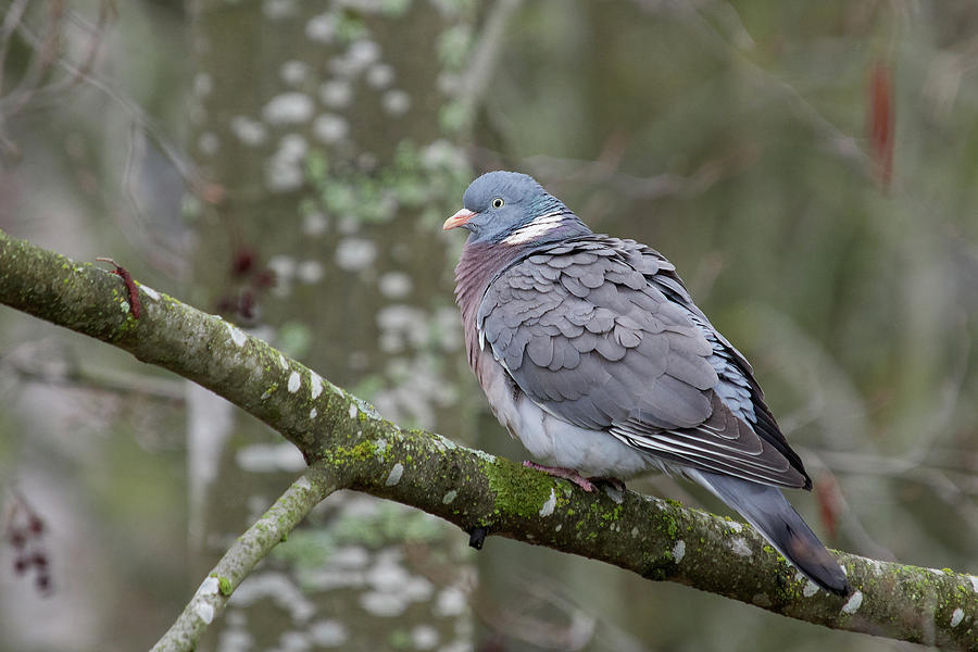 Not Too Shy. Common Wood Pigeon Photograph