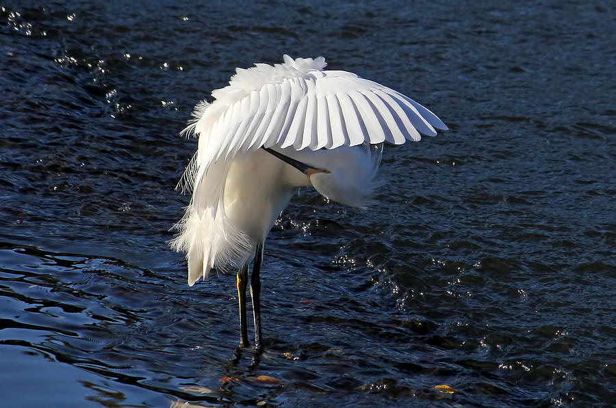 Not Under Here - Birds - Snowy Egret Photograph by HH Photography of Florida