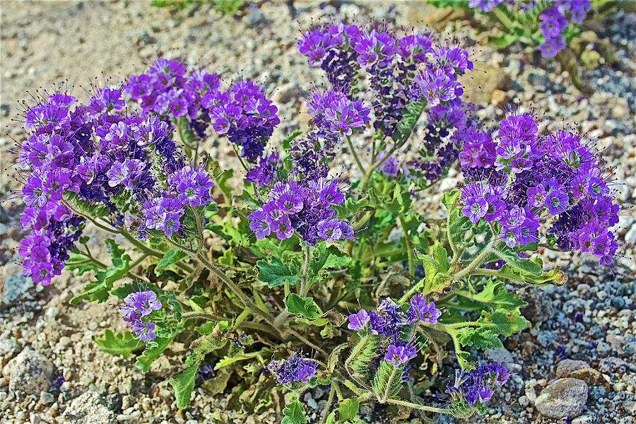 Notch-leaved Phacelia in Anza-Borrego State Park-California  Photograph by Ruth Hager