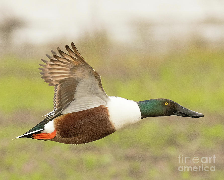 Nothern Shoveler on the Wing Photograph by Dennis Hammer