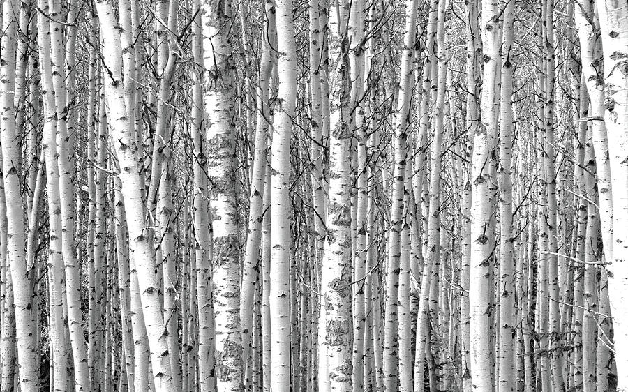 Nothing But Aspen Photograph by David T Wilkinson
