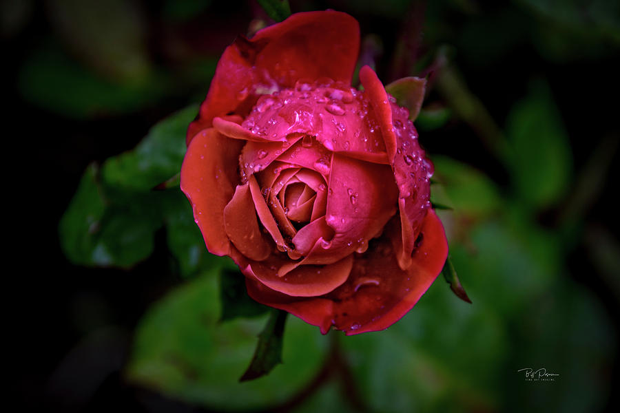 Nothing But Rose Photograph by Bill Posner