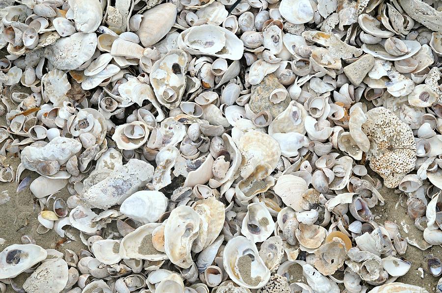 Nothing but Seashells Photograph by Diana Angstadt