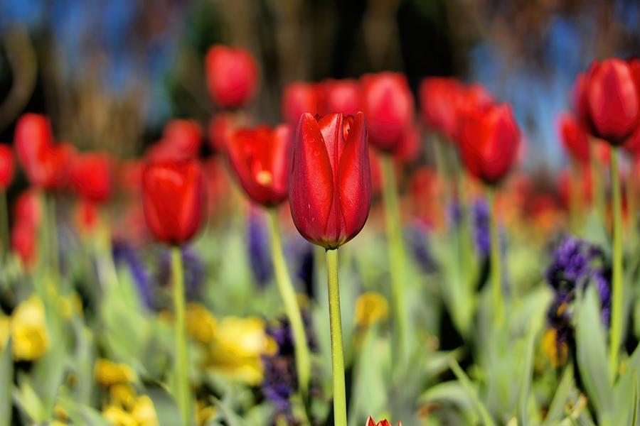 Nothing but Tulips Photograph by Diana Mary Sharpton