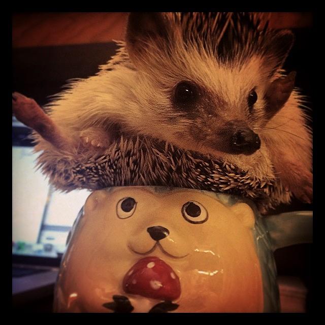 Hedgehog Photograph - Nothing Like A Cup O Hedgehog To by Emily Botelho